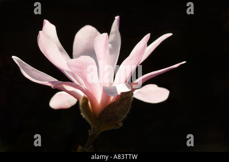 Magnolia Leonard Messel (Magnolia X loebneri) Blumengarten Adel Leeds West Yorkshire England UK Europa April Stockfoto