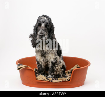 Cocker Spaniel Hund sitzt im Hundekorb Stockfoto