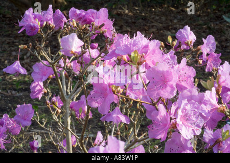 Rhododendron Mucronulatum in Blüte April North Yorkshire UK Europe Stockfoto