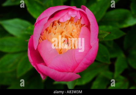 Paeonia Lactiflora 'Bowl of Beauty' AGM blühen im Garten, frühen Sommer, North Yorkshire UK, Europa Stockfoto