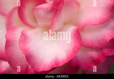 Kultivierte Rose (Rosa sp.) "Hannah Gordon', close-up der Blütenblätter, Blüte im Garten, North Yorkshire, England, Europa Stockfoto