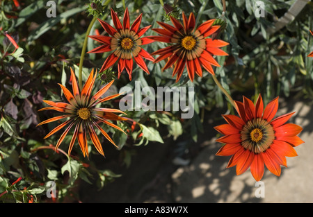 Gazanien Cookei blühen im Garten, Sommer, Southern England UK Stockfoto