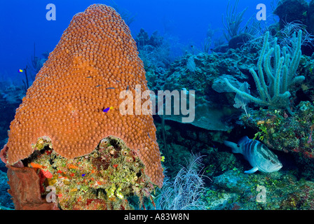 Nassau-Zackenbarsche, Epinephelus Striatus, bei den Laich Aggregation auf Glover es Reef, Belize, im Januar 2007. Stockfoto