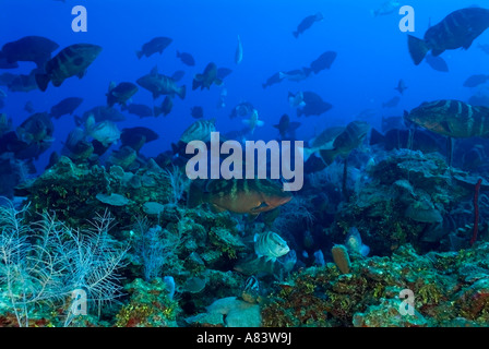 Nassau-Zackenbarsche, Epinephelus Striatus, bei den Laich Aggregation auf Glover es Reef, Belize, im Januar 2007. Stockfoto