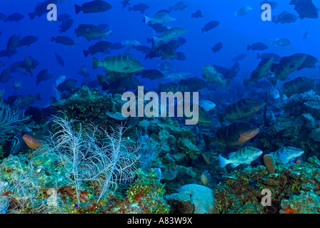 Nassau-Zackenbarsche, Epinephelus Striatus, bei den Laich Aggregation auf Glover es Reef, Belize, im Januar 2007. Stockfoto