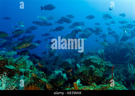 Nassau-Zackenbarsche, Epinephelus Striatus, bei den Laich Aggregation auf Glover es Reef, Belize, im Januar 2007. Stockfoto