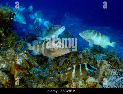 Nassau-Zackenbarsche, Epinephelus Striatus, bei den Laich Aggregation auf Glover es Reef, Belize, im Januar 2007. Stockfoto