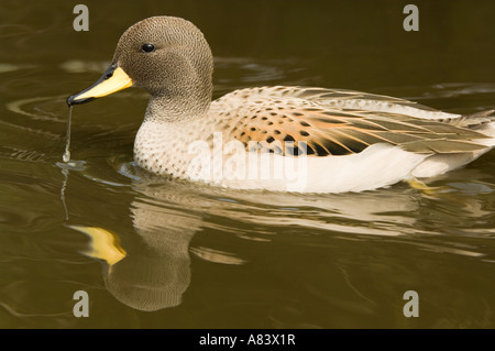 Gesprenkelte Krickente (Anas Flavirostris Oxyptera) 'Sharp winged Teal' Unterart Martin bloße Wildfowl und Feuchtgebiete Vertrauen UK Stockfoto