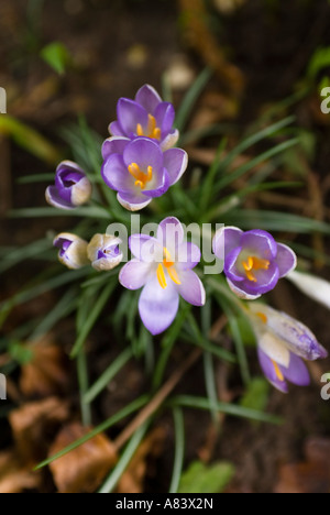 Bild von lila Krokus Blumen in voller Blüte. Stockfoto