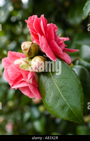 Schließen Sie herauf Bild von zwei Kamelie in voller Blüte und Knospen auf einem Ast. Stockfoto