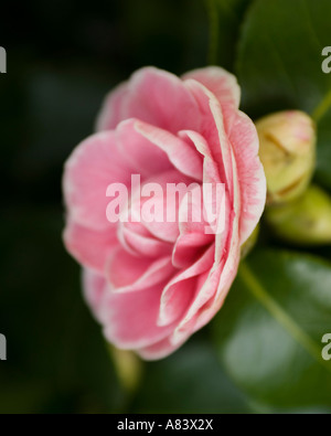Schließen Sie herauf Bild der blassen Rosa Camellia Blume geringe Schärfentiefe. Stockfoto