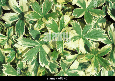 Astrantia große Sunningdale Variegated Stockfoto