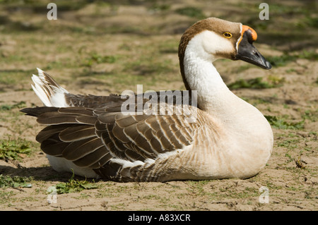 Erwachsene männliche, Chinesische inländische Gans (Anser Cygnoides) in Gefangenschaft, sitzend, Washington Wetland Centre, England, Europa Stockfoto