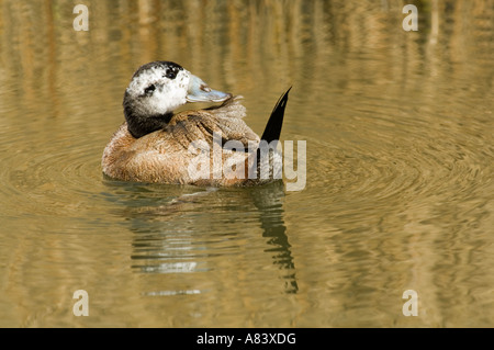 Steif-Tail Weisskopfruderente (Oxyura Leucocephala) Drake anzeigen, April, London Wetland Centre, UK, Europa Stockfoto