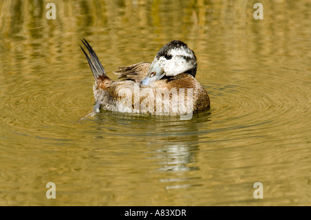 Steif-Tail Weisskopfruderente (Oxyura Leucocephala) Drake anzeigen, April, London Wetland Centre, UK, Europa Stockfoto