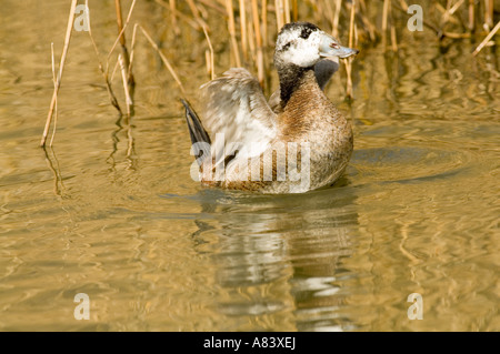 Steif-Tail Weisskopfruderente (Oxyura Leucocephala) Drake anzeigen, Frühling, vom Aussterben bedrohte Eurasia Stockfoto