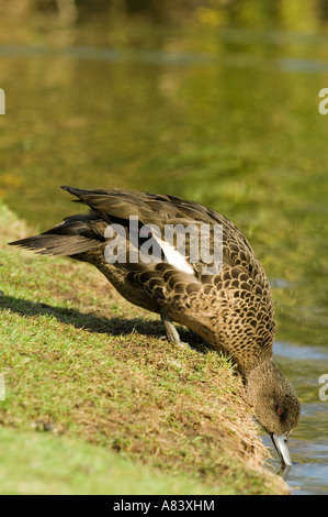 Australische grau Krickente (Anas Gracilis) Trinkwasser vom Ufer des Teiches London Wetland Centre WWT UK Stockfoto