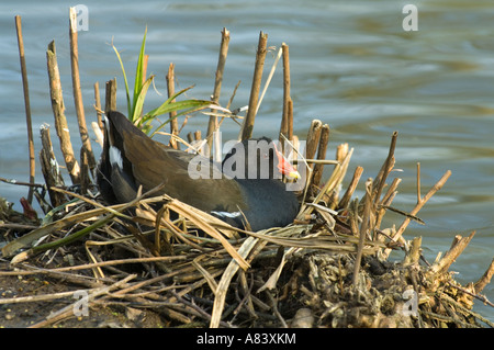 Teichhuhn (Gallinula Chloropus) sitzen auf Nest, wild, London Wetland Centre, Großbritannien, Europa Stockfoto