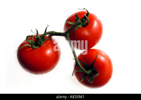 Tomaten am Rebstock Stockfoto