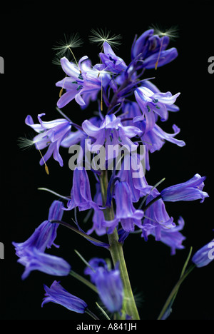 Bluebell Blumen auf dunklem Hintergrund mit Löwenzahnsamen Stockfoto