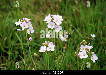 Kuckuck Blume, Cardamine Pratensis, in Blüte, Warwickshire, England, UK Stockfoto