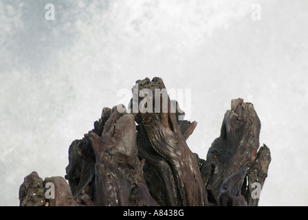 Nassen Treibholz in der Brandung am Gillespies Beach West Coast of New Zealand Stockfoto