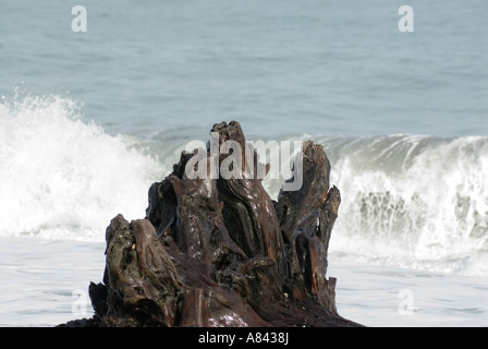 Nassen Treibholz in der Brandung am Gillespies Beach West Coast of New Zealand Stockfoto