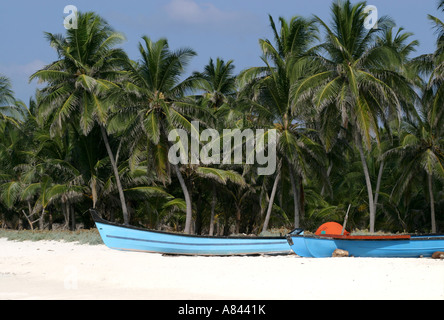 Palmen und blauen Fischerbooten auf Agatti Island Stockfoto