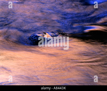 Sunlit Sandstein Reflexionen um einen Felsen in den Virgin River Reflexionen in Zion Canyon National Park USA Stockfoto