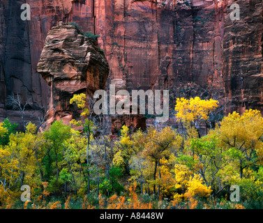 Die Kanzel im Tempel des Sinawava im Herbst Zion Canyon National Park, Utah USA Stockfoto
