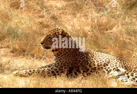 Leopard entspannende getrockneten Gras Stockfoto