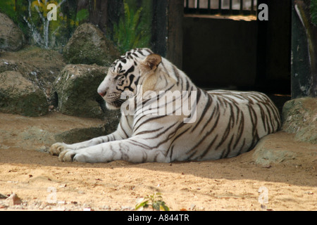 Seltene weiße Tiger im Zoo von Nandankanan, Orissa, Indien Stockfoto