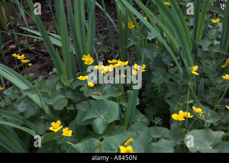Marsh Marigold Caltha Palustris gelbe Blume Suffolk England April Stockfoto