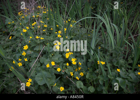 Marsh Marigold Caltha Palustris gelbe Blume Suffolk England April Stockfoto