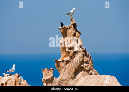 Gelben Beinen Möwen, Larus Michahellis in Sirene Felsen des BAZL Inseln, Izmir Türkei. Stockfoto