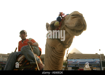 Kamelreiten in Kairo, Ägypten. Stockfoto