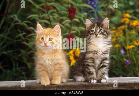 zwei junge norwegische Waldkatze Katzen sitzen vor Blumen Stockfoto