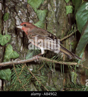 Common Rosefinch (Carpodacus erythrinus), male auf einem Zweig. Deutschland Stockfoto