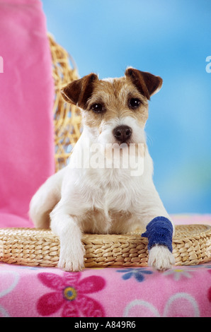 Verzeihen Sie Jack Russell Terrier mit bandagierten Pfote Stockfoto