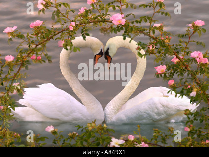 Höckerschwan (Cygnus olor). Paar unter wilde Rosen, Hälse bilden ein Herz Stockfoto