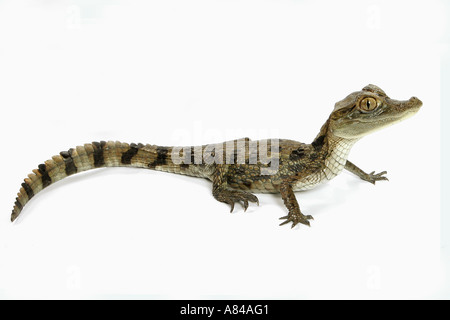 Brillenkaiman (Caiman crocodilus). Junges, Studiobild vor weißem Hintergrund Stockfoto