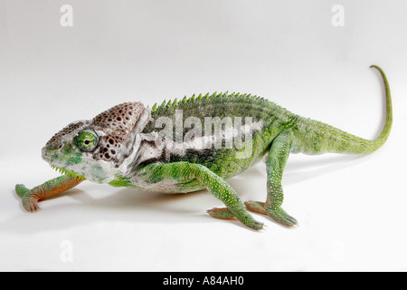 Warty Chamäleon (Furcifer verrucosus), Erwachsener zu Fuß. Studio-Bild vor weißem Hintergrund Stockfoto