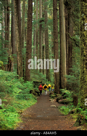Wanderer auf Sol Duc Falls Trail durch Douglasien Wald Olympic Nationalpark Washington Stockfoto