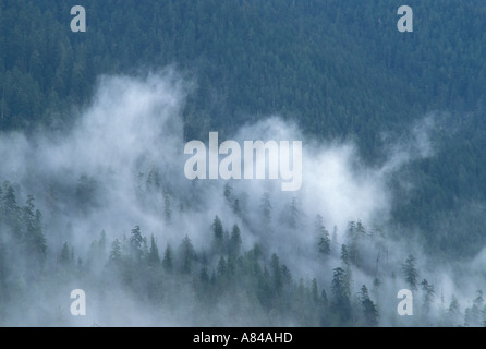 Wald-Nebel über Hoh River aus Fichte Nature Trail Olympic Nationalpark Washington Stockfoto