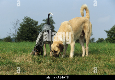 Grand Bleu de Gascogne und Anatolian Shepherd Dog, Kangal schnüffelt an Gras Stockfoto