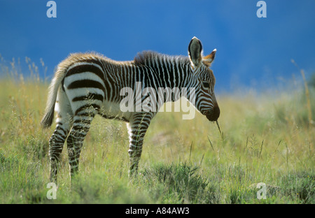 Kap-Bergzebra - Cub auf Wiese / Equus Zebra Zebra Stockfoto
