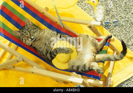 Tabby Katze - im Liegestuhl liegend Stockfoto