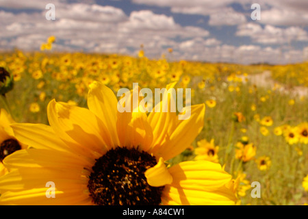 Sonnenblumen im westlichen Nebraska Stockfoto