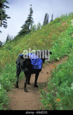 Hund mit Rucksack unterwegs Washington Stockfoto