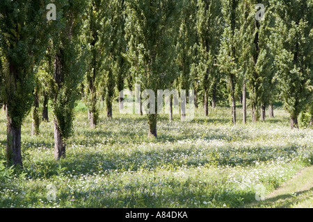 Reihen von Lombardei Pappeln in Sisak, Kroatien Stockfoto